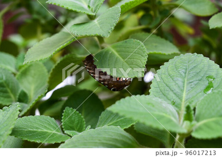 クロ－ズアップ クローズアップ 接写 96017213