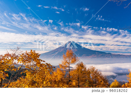 （山梨県）カラマツの黄葉、雲海と富士山 96018202
