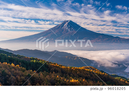 （山梨県）カラマツの黄葉、雲海と富士山 96018205