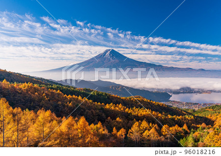 (山梨県)カラマツの黄葉、雲海と富士山 (山梨県)カラマツの黄葉、雲海と富士山 96018216