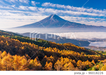 （山梨県）カラマツの黄葉、雲海と富士山 96018226
