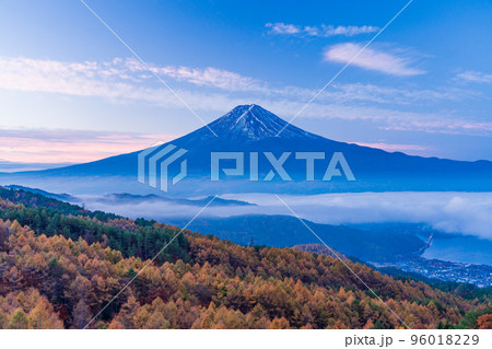（山梨県）カラマツの黄葉、雲海と富士山 96018229