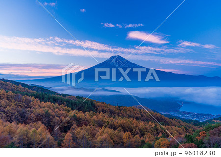 （山梨県）カラマツの黄葉、雲海と富士山 96018230