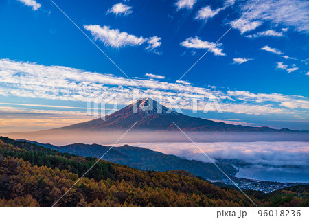 （山梨県）カラマツの黄葉、雲海と富士山 96018236