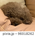 クッションの上でくつろぐ犬 96018262
