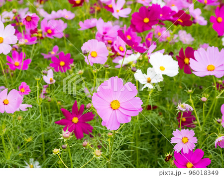 Beautiful Cosmos flowers blooming in the nature 96018349