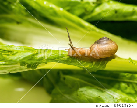 Closeup macro shot of snail crawling on green leaf. Green background. Closeup macro shot of snail crawling on green leaf. Green background. 96018357