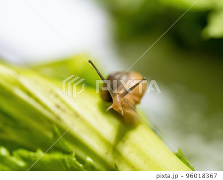 Closeup macro shot of snail crawling on green leaf. Green background. 96018367