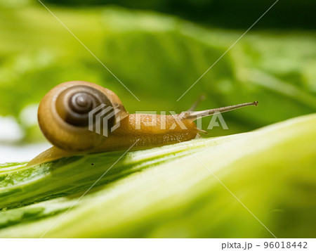 Closeup macro shot of snail crawling on green leaf. Green background. 96018442