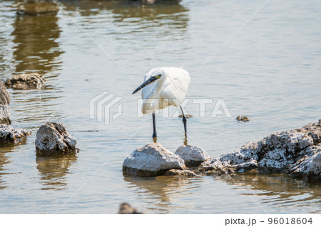 The small white heron or Little egret stands in the lake The small white heron or Little egret stands in the lake 96018604
