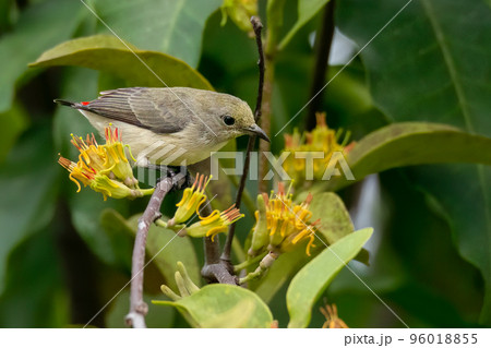 Female Scarlet-backed Flowerpecker perching on parasitic plant branch looking into a distance 96018855