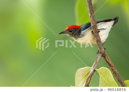 Male Scarlet-backed Flowerpecker perching on a perch looking into a distance 96018859