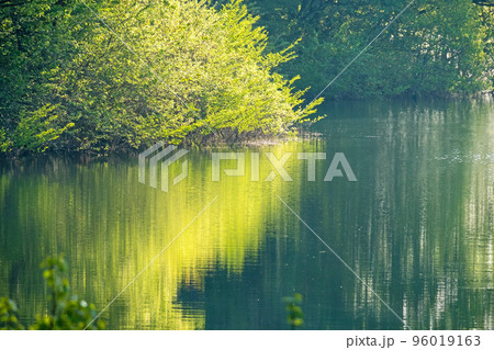 水面に映る新緑 エコイメージ 水面に映る新緑 エコイメージ 96019163