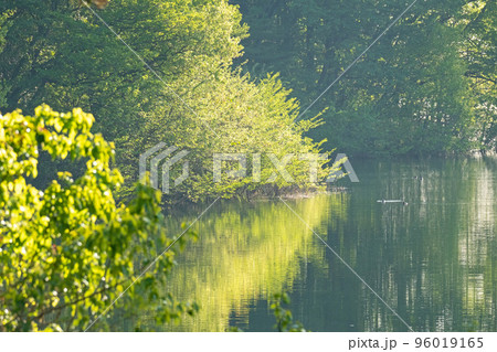 水面に映る新緑 エコイメージ 水面に映る新緑 エコイメージ 96019165
