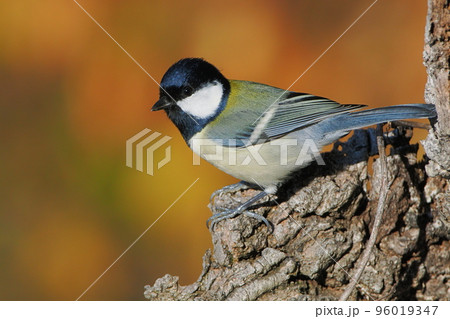 晩秋の林で出会ったシジュウカラ 96019347