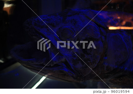 生きた化石、シーラカンス 生きた化石、シーラカンス 96019594