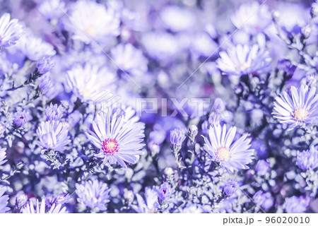 Beautiful blue flowers Sapphire Mist Aster with a bee in autumn garden Beautiful blue flowers Sapphire Mist Aster with a bee in autumn garden 96020010