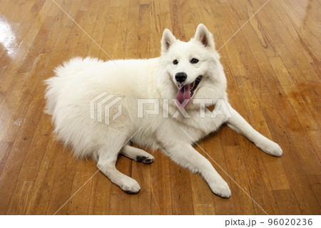 伏せしてリラックスする白い犬の写真素材 [96020236] - PIXTA