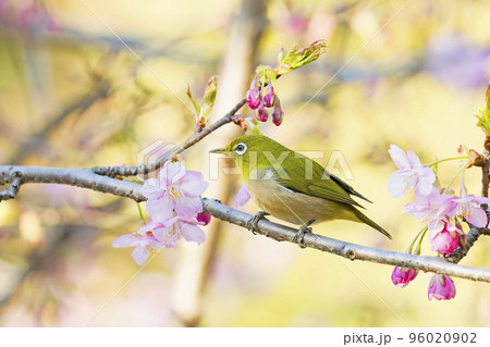河津桜とメジロ 96020902