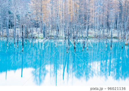 北海道の冬の訪れ　うっすらと雪が積もった美瑛町の青い池 96021136