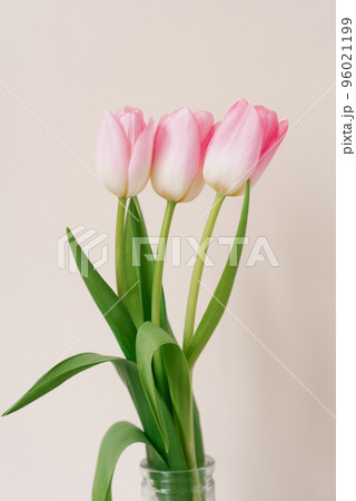 A bouquet of three pink tulips. The concept of the spring festival, Mother's day, Valentine's day, Birthday A bouquet of three pink tulips. The concept of the spring festival, Mother's day, Valentine's day, Birthday 96021199