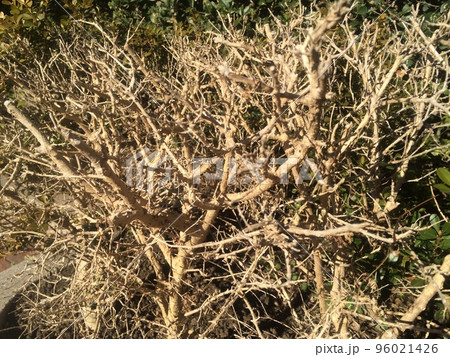 もじゃもじゃ もじゃもじゃ 96021426