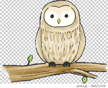 Hand drawn full body illustration of a cute owl perched on a branch 96021549