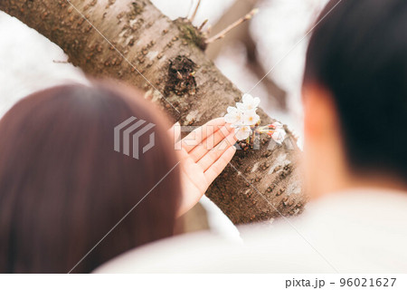 木の幹に咲いた桜を見つめるカップル 木の幹に咲いた桜を見つめるカップル 96021627
