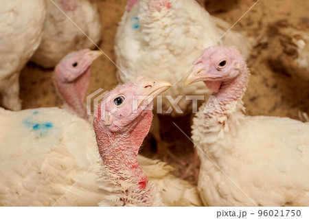 A close-up of a turkey in a pen, raised in captivity. Poultry farm. Industrial breeding of turkeys. Light bird. Bird incubator. 96021750