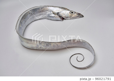 しっぽがくるくるの白背景のタチウオ 96021791
