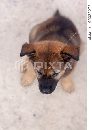 Red puppy is sitting. Top view. Shallow depth of field. Vertical. Red puppy is sitting. Top view. Shallow depth of field. Vertical. 96022078