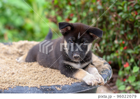 Black and white puppy lies in bucket of sand and looks at camera. Nose in the sand. Shallow depth of field. Horizontal. Black and white puppy lies in bucket of sand and looks at camera. Nose in the sand. Shallow depth of field. Horizontal. 96022079