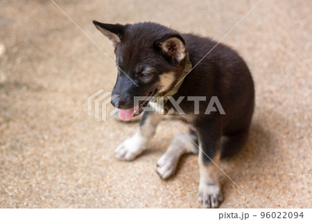 Black and white puppy is sitting on concrete. Top view. Shallow depth of field. Horizontal. 96022094