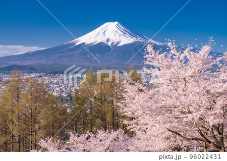《山梨県》富士山と満開の桜・春の新倉山浅間公園 96022431