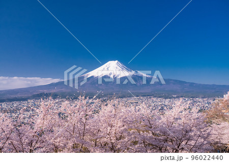 《山梨県》富士山と満開の桜・春の新倉山浅間公園 96022440