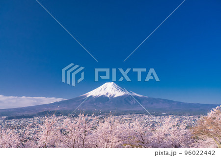 《山梨県》富士山と満開の桜・春の新倉山浅間公園 96022442