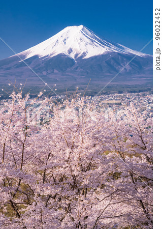 《山梨県》富士山と満開の桜・春の新倉山浅間公園 96022452
