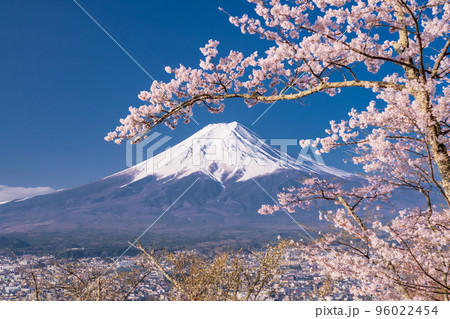 《山梨県》富士山と満開の桜・春の新倉山浅間公園 96022454