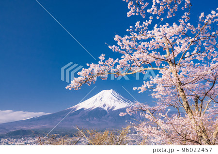 《山梨県》富士山と満開の桜・春の新倉山浅間公園 《山梨県》富士山と満開の桜・春の新倉山浅間公園 96022457