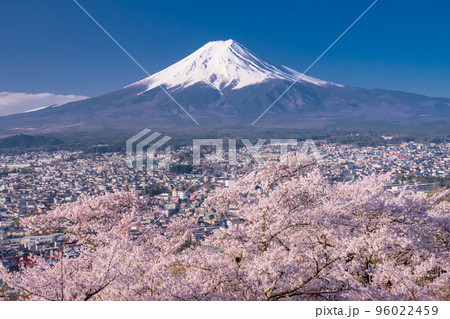 《山梨県》富士山と満開の桜・春の新倉山浅間公園 96022459