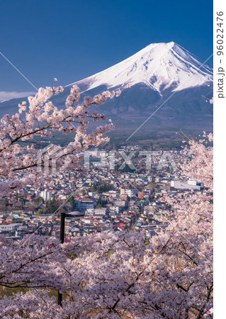《山梨県》富士山と満開の桜・春の新倉山浅間公園 96022476