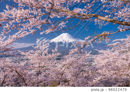 《山梨県》富士山と満開の桜・春の新倉山浅間公園 96022479