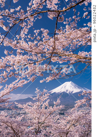 《山梨県》富士山と満開の桜・春の新倉山浅間公園 96022482