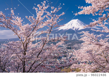 《山梨県》富士山と満開の桜・春の新倉山浅間公園 《山梨県》富士山と満開の桜・春の新倉山浅間公園 96022486