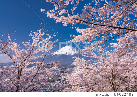 《山梨県》富士山と満開の桜・春の新倉山浅間公園 96022488