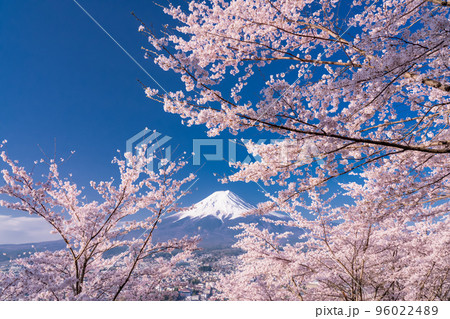 《山梨県》富士山と満開の桜・春の新倉山浅間公園 96022489