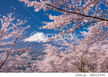 《山梨県》富士山と満開の桜・春の新倉山浅間公園 96022490