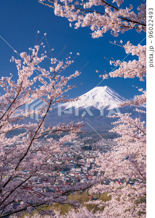 《山梨県》富士山と満開の桜・春の新倉山浅間公園 96022493