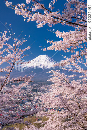 《山梨県》富士山と満開の桜・春の新倉山浅間公園 96022494