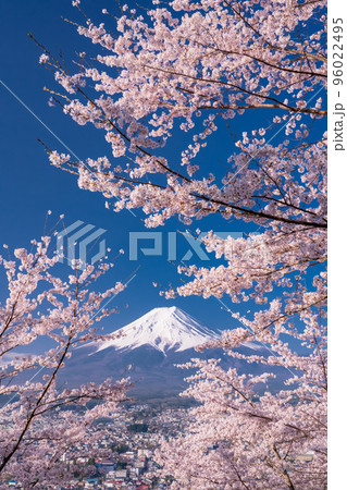 《山梨県》富士山と満開の桜・春の新倉山浅間公園 96022495